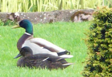 Mallards