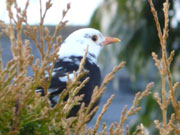 Pied Blackbird