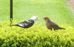 Pied blackbird and mate Pied Blackbird and mate