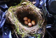 Robin eggs