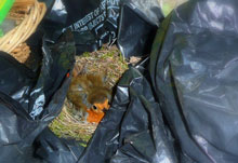 Robin on nest